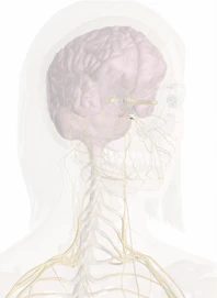 Otic Ganglion