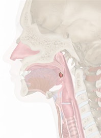 The Palatine Tonsils