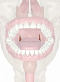Palatopharyngeal Arch and Palatopharyngeus Muscle