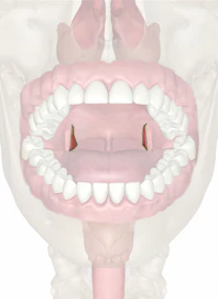Palatopharyngeal Arch and Palatopharyngeus Muscle