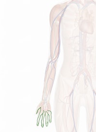 Palmar Digital Arteries