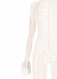 Palmar Digital Nerves