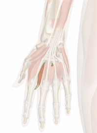 Palmar Interosseous Muscles