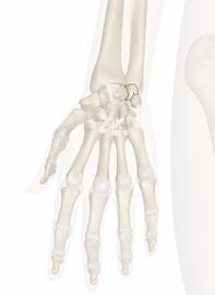 Palmar Ulnocarpal Ligament