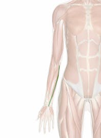 Palmaris Longus Muscle