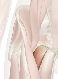 Pectineus Muscle