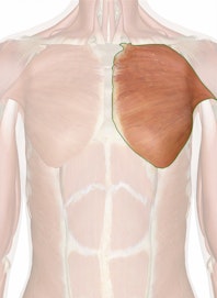 Pectoralis Major Muscle