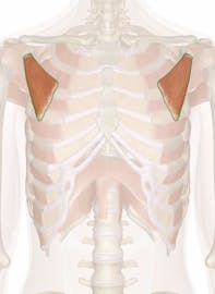 Pectoralis Minor Muscle