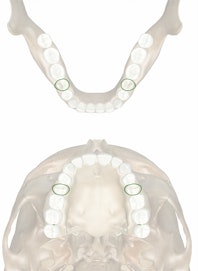 Permanent 2nd Premolar 10th Yr