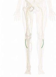 Peroneal Communicating Branch of Musculocutaneous Nerve