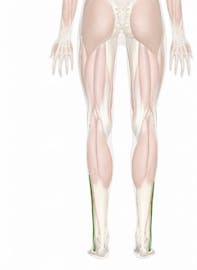 Peroneus Longus Muscle