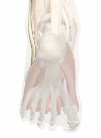 Peroneus Longus Tendon