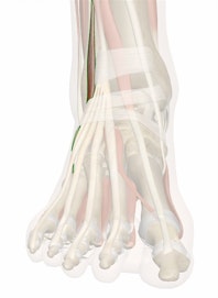 Peroneus Tertius Muscle
