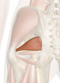 Piriformis Muscle
