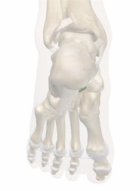 Plantar Cuboideonavicular Ligament