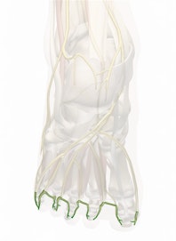 Plantar Digital Nerves