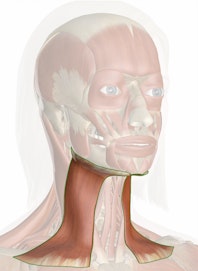 The Platysma Muscle