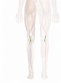 Popliteal Artery