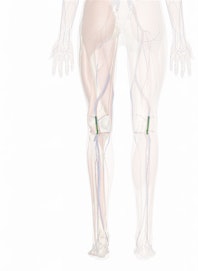 Popliteal Vein