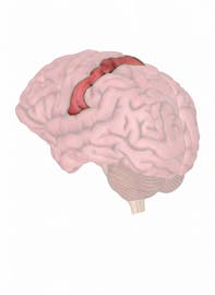 Postcentral Gyrus