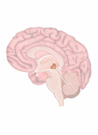 Posterior Commissure of Brain