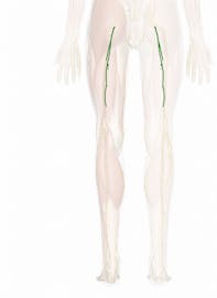 Posterior Femoral Cutaneous Nerve
