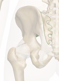 Posterior Sacroiliac Ligament