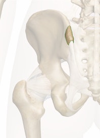 Posterior Superior Iliac Spine