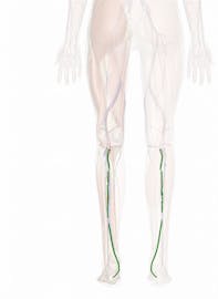 Posterior Tibial Artery