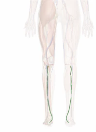 Posterior Tibial Artery