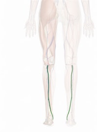 Posterior Tibial Vein