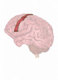 Precentral Gyrus
