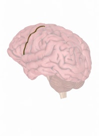 Precentral Sulcus