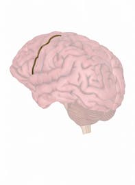 Precentral Sulcus