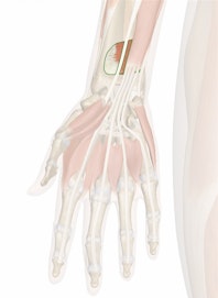 Pronator Quadratus Muscle