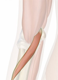 Pronator Teres Muscle