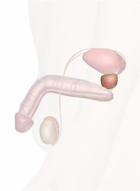 The Prostate