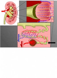 Proximal Convoluted Tubule