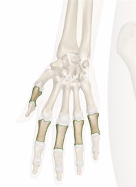 Proximal Phalanges of the Hand