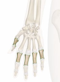 Proximal Phalanges of the Hand