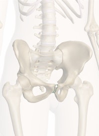 Pubic Symphysis