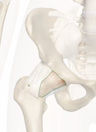 Pubofemoral Ligament