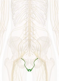Pudendal Nerve