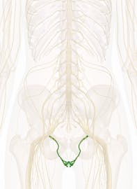 Pudendal Nerve