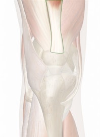 Quadriceps Femoris Tendon