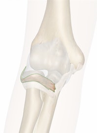 Radial Collateral Ligament of Elbow