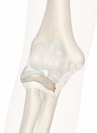 Radial Collateral Ligament of Elbow