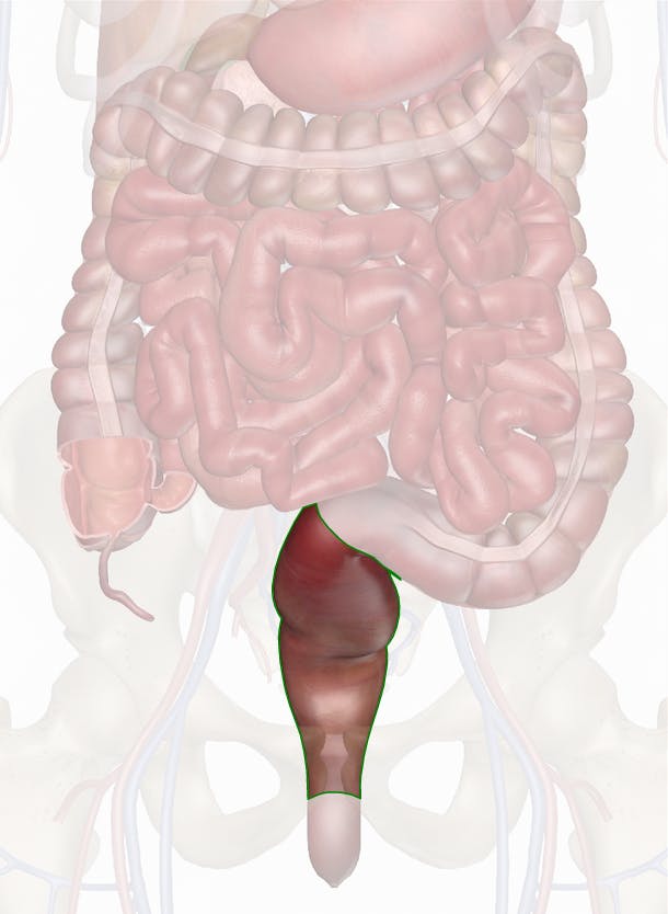 Rectum - Anatomy Pictures and Information