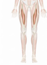 Rectus Femoris Muscle