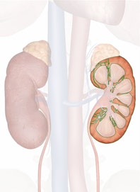 Renal Cortex